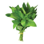 نعناع